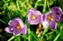 Purple croci