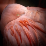 Chilean flamingo - RLP_2332-696