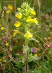 Yellow Bartsia