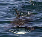 Basking Shark, Isle of Mull, Scotland