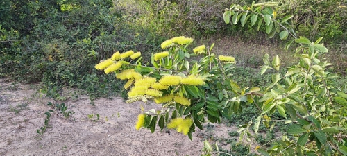 Flower called monkey comb