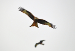 Red Kites