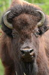 Teton Bison 4