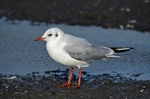 Black-headed Gull