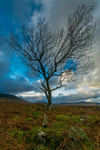 Windswept Tree Isle of Mull 932842
