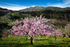 Almond Blossom 02