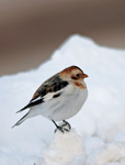 Snow Bunting