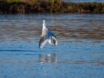 Black-headed Gull