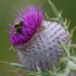 Bee & Spider on a Thistle