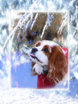 X12  Snowy