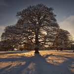 The Old Oak Tree