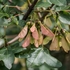 Montpellier maple (Acer monspessulanum).
