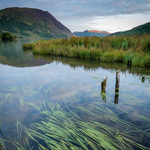 Watery Weeds