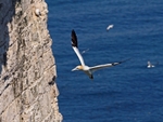 Gannet