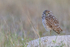 Burrowing Owl standing on one leg, Cape Coral, Florida