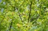 Marsh Warbler