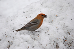 Pine Grosbeak