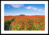 Poppy Field Fine art Norfolk photography by The Silent Photographer