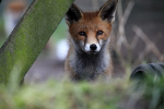 Young fox ,vulpes vulpes in garden, Bristol