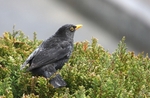Blackbird in the Rain