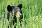Black Bear in tall grass, Minnesota, USA