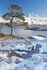 Scots pine and Slioch