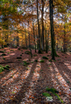 Woodland shadows, Snowdonia