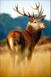 Stag at Bushy Park 232