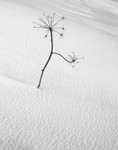 Black and White Flower Abstract in Snow