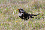 Ring Ouzel on the ground at Linkey Down