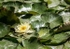Monets Garden -4
