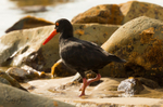 Sooty Oyster Catcher 10