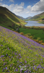 Bluebells above Tal-y-llyn