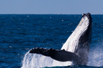 Ocean Breach 2 0A3A3730