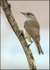 Blackcap - female