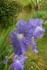 Iris1001