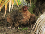 Red Junglefowl, female and chicks, Kauai