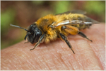 Andrena nigroaenea (f)