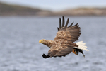 White-tailed Sea-Eagle flying, looks up, Flatanger, Norway