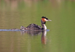 Great Crested Grebe - Podiceps cristatu
