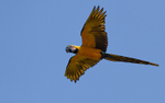Blue and yellow macaw