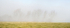 Trees in mist