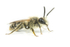 Andrena barbilabris (m)