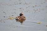 Little Grebe chick