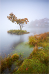 Tree In The Mist