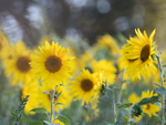 29th August Sunflowers