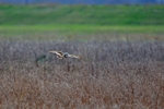 Short-eared Owl