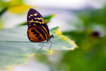 Harmonia Tigerwing Butterfly - 0051