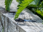 Black-tailed Skimmer