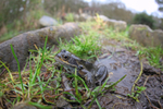 Common frog making its way to Bristol pond to spawn